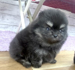 もこもこpomちゃん