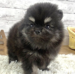 もこもこpomちゃん