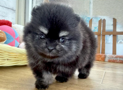 もこもこpomちゃん