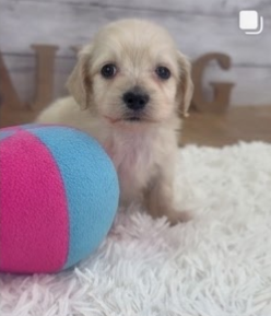 カニヘンダックスのイエロ-くん