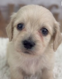 カニヘンダックスのイエロ-くん