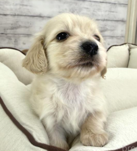 カニヘンダックスのイエロ-くん