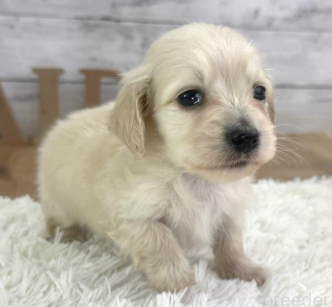 カニヘンダックスのイエロ-くん