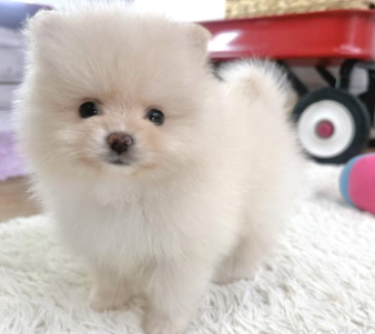 ２/２生POMの女の子