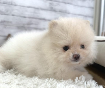 ２/２生POMの女の子