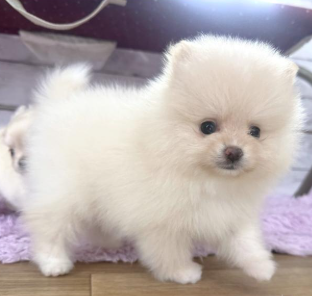 ２/２生POMの女の子