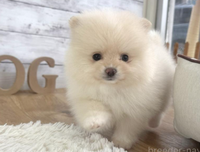 ２/２生POMの女の子