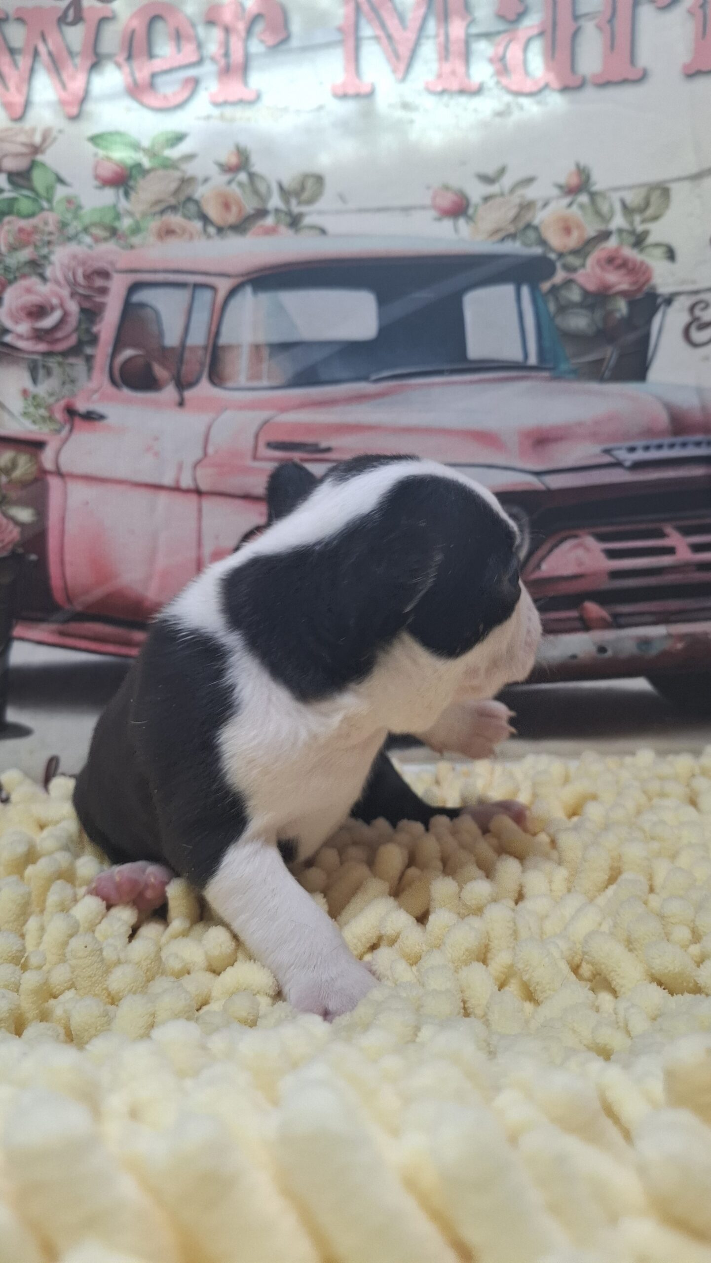 2/26ボストンのイケメンくん