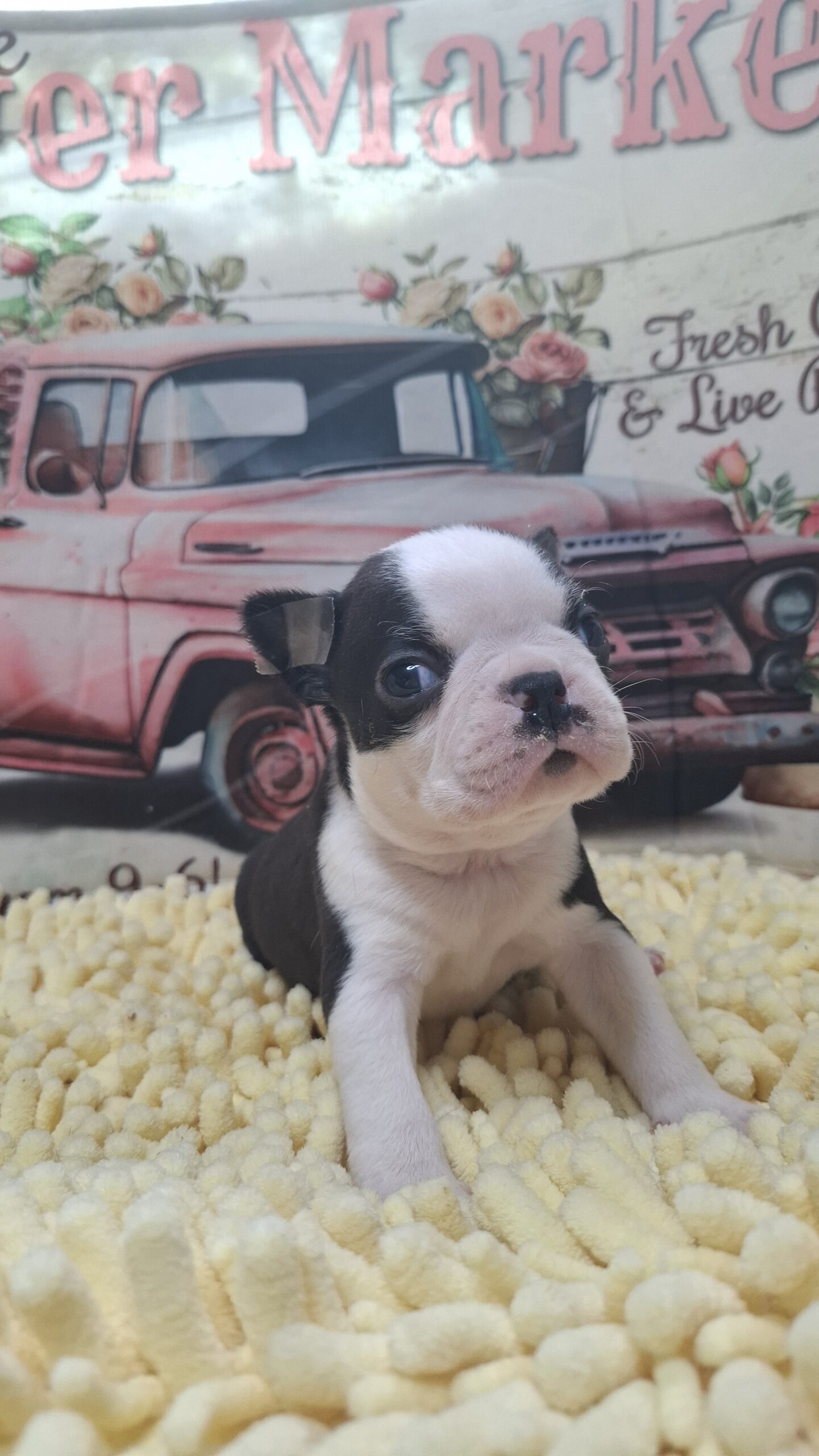 2/26ボストンのイケメンくん