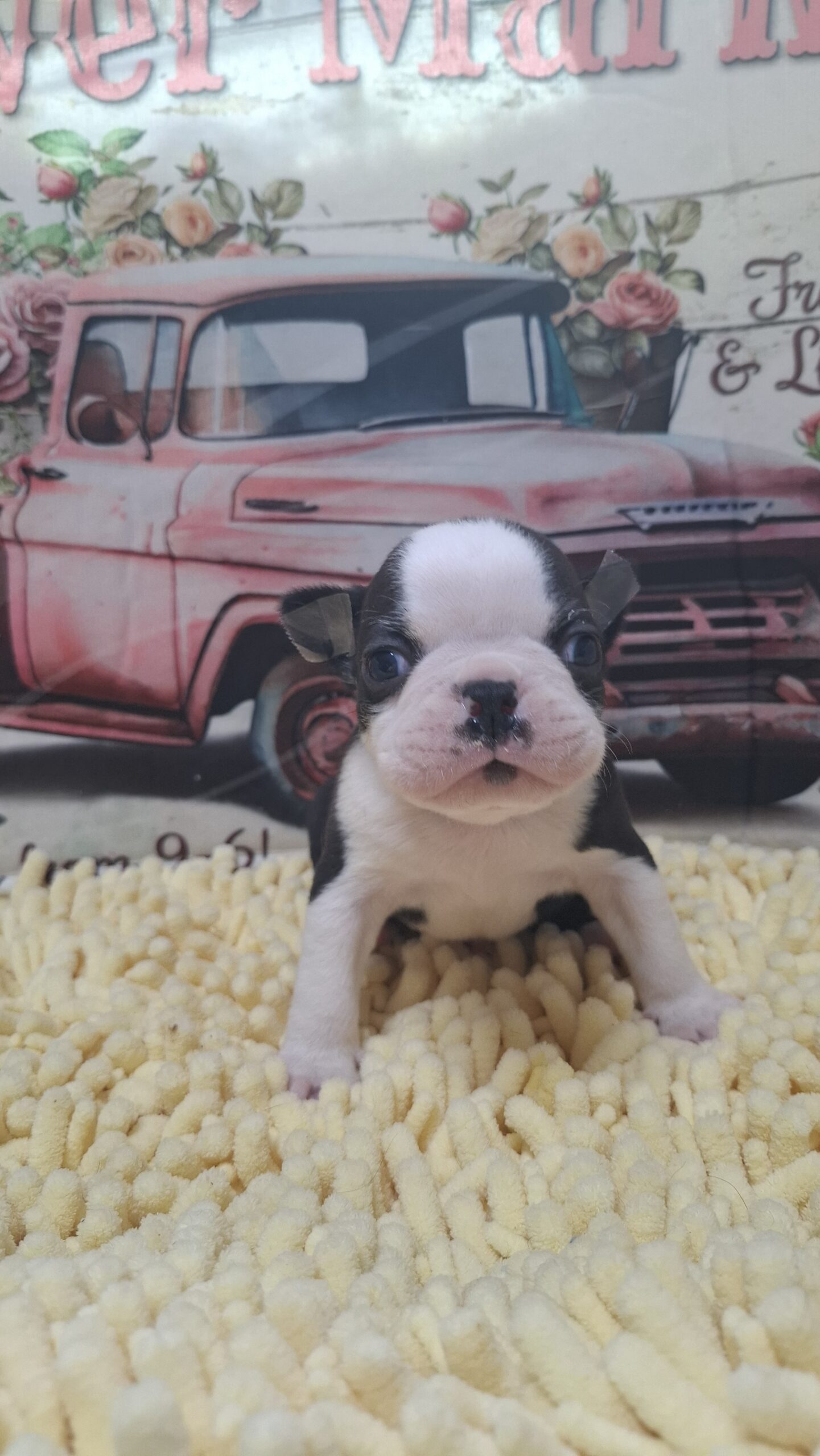 2/26ボストンのイケメンくん