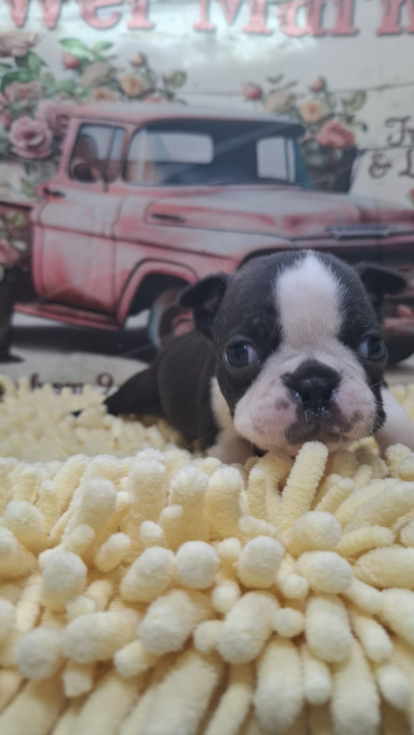 ２/２６ボストンのおちびくん