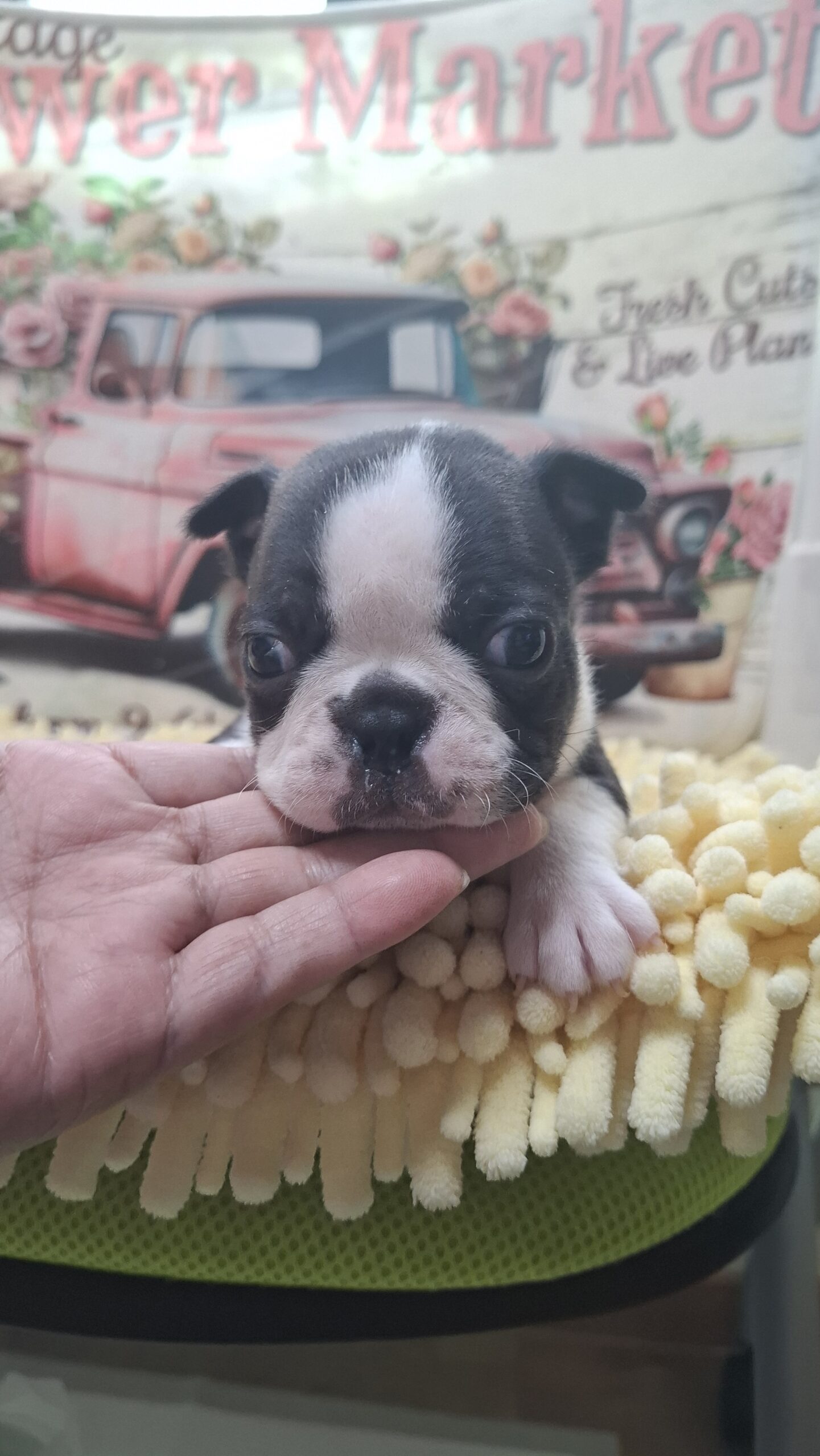 ２/２６ボストンのおちびくん