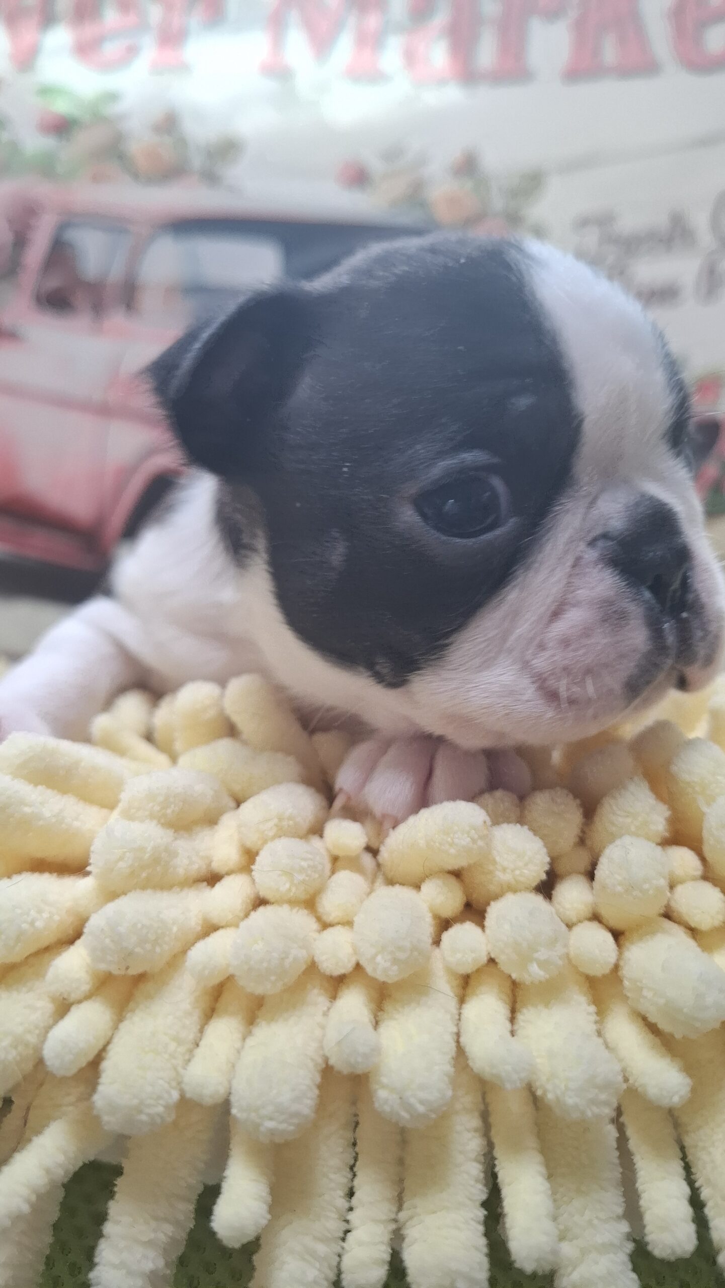 ２/２６ボストンのおちびくん