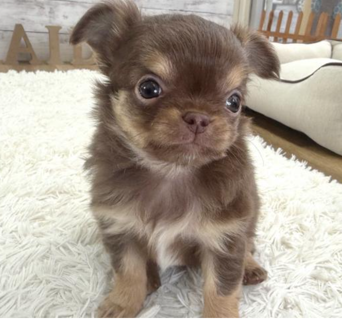 2/8ちわわのチョコちゃん