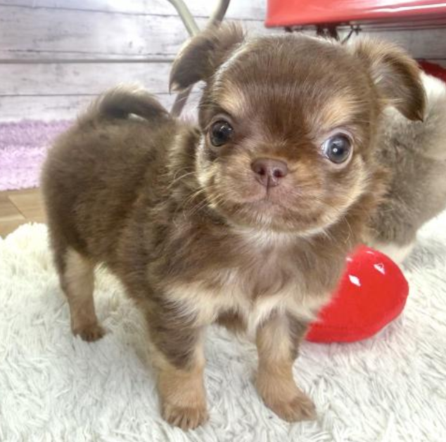 2/8ちわわのチョコちゃん