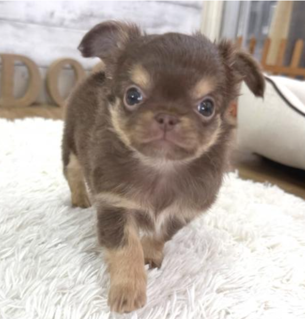 2/8ちわわのチョコちゃん