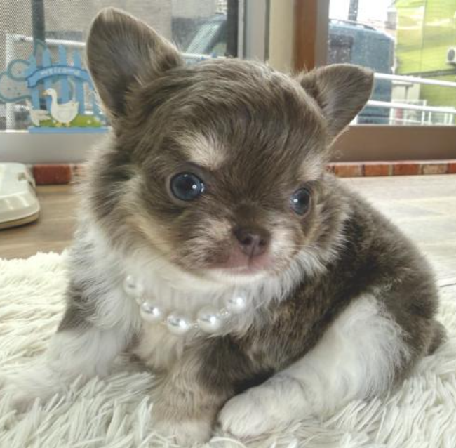 ２/８希少カラーのチワワ