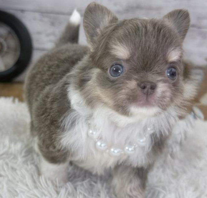 ２/８希少カラーのチワワ