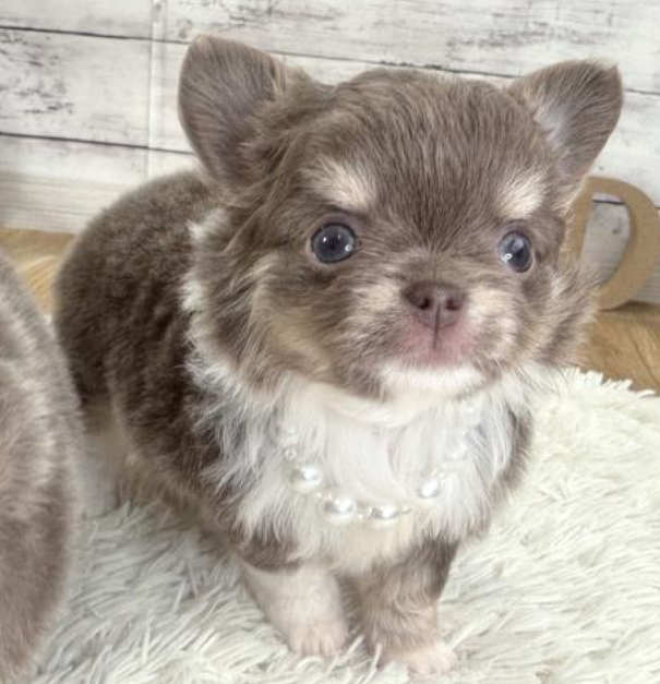 ２/８希少カラーのチワワ