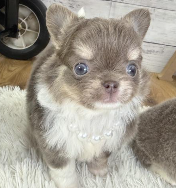 ２/８希少カラーのチワワ