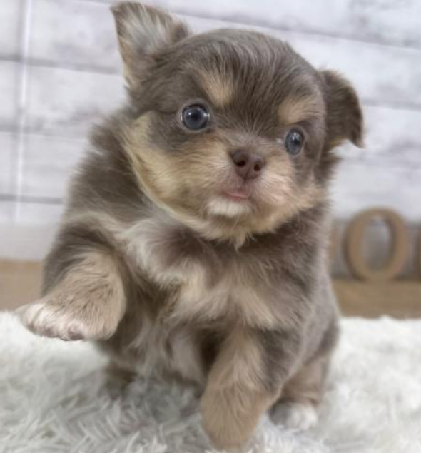 安心サイズのチワくん