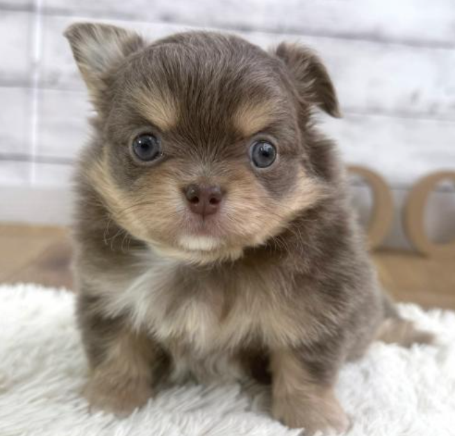 安心サイズのチワくん